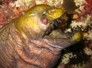 Viper Moray Eel Closeup Wallpaper