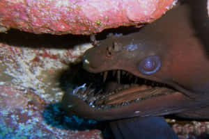 Viper Moray Eel Closeup Wallpaper