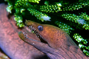 Viper Moray Eel Closeup Wallpaper