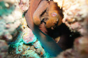 Viper Moray Eel Hiding Among Corals Wallpaper