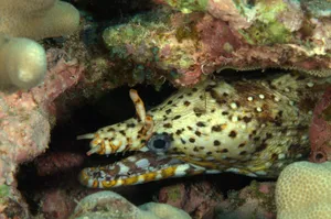Viper Moray Eel Hiding Underwater Wallpaper