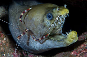 Viper Moray Eelwith Cleaner Shrimp Wallpaper