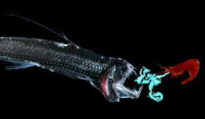 Viperfish Predatory Encounter Wallpaper