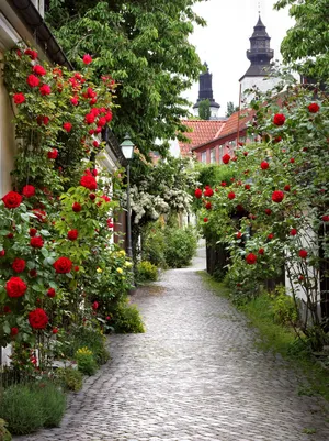 Visby Cobblestone Streetwith Roses Wallpaper