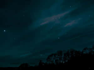 Visible Forest Silhouette Wallpaper