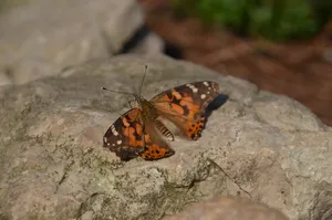 Visit The Butterfly Zoo - A Beautiful Park Filled With Color And Wonder! Wallpaper