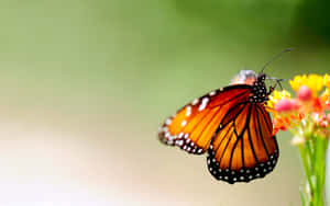Visit The Butterfly Zoo And Marvel At The Variety And Beauty Of These Delicate Creatures. Wallpaper