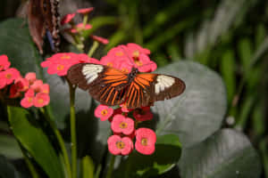 Visit The Butterfly Zoo To Observe Beautiful And Diverse Species Of Butterflies. Wallpaper