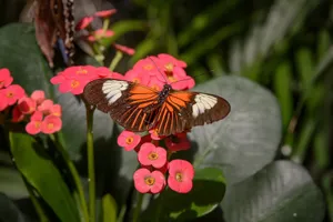 Visit The Butterfly Zoo To Observe Beautiful And Diverse Species Of Butterflies. Wallpaper