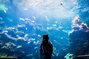 Visitor Admiring Aquarium Life Wallpaper