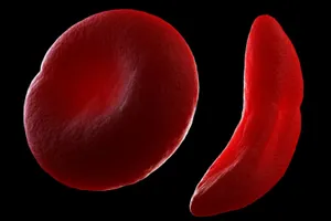 Vivid Red Blood Cells Microscopic View Wallpaper