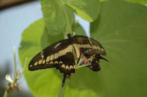 Vivid Yellow Butterfly Resting On A Bloom Wallpaper