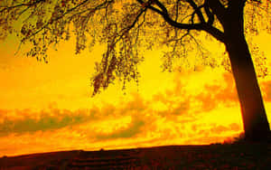 Vivid Yellow Sky At Sunset Wallpaper