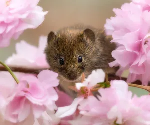 Vole Among Pink Blossoms Wallpaper