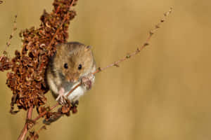 Vole Clinging To Plant Stalk Wallpaper