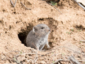 Vole_ Emerging_ From_ Burrow.jpg Wallpaper