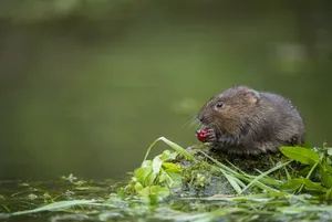 Vole Feastingon Berries Wallpaper