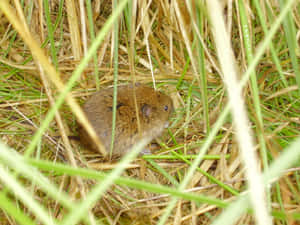 Vole Hidingin Grass.jpg Wallpaper