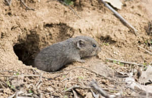 Vole Near Burrow Entrance.jpg Wallpaper