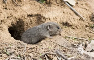 Vole Near Burrow Entrance.jpg Wallpaper