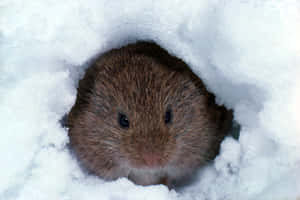 Vole Peeking From Snow Tunnel.jpg Wallpaper