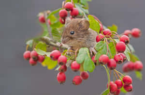 Voleon Berry Branch Wallpaper