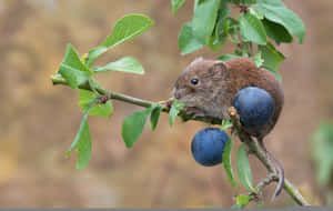 Voleon Branchwith Blueberries Wallpaper