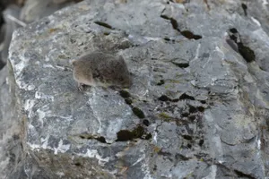 Voleon Rocky Surface.jpg Wallpaper