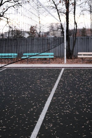 Volleyball Court With Flower Petals Wallpaper