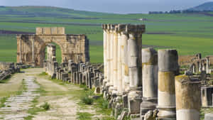 Volubilis Many Columns Grass Wallpaper