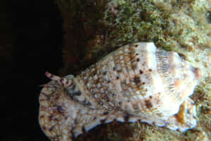 Volute Snail Underwater Scene Wallpaper