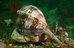 Volute Snail Underwater Scene Wallpaper