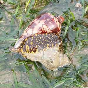 Volute Snailin Natural Habitat Wallpaper