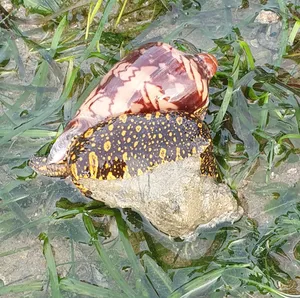 Volute Snailin Natural Habitat Wallpaper