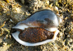Volute Snailon Coastal Sands.jpg Wallpaper