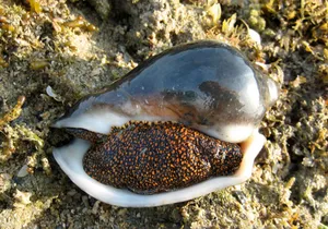 Volute Snailon Coastal Sands.jpg Wallpaper