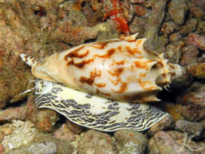 Volute Snailon Coral Reef Wallpaper