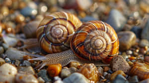 Volute Snailson Pebbled Shore Wallpaper