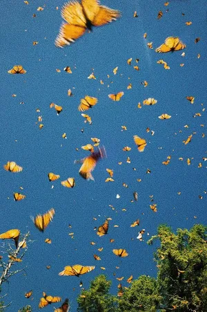 Vsco Butterflies In The Sky Wallpaper