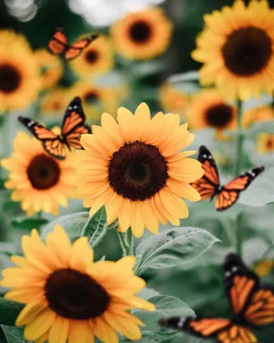 Vsco Butterflies To Yellow Sunflowers Wallpaper