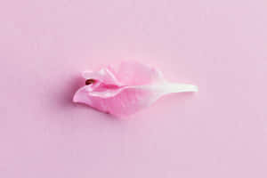 Vulnerable Pink Flower Wallpaper