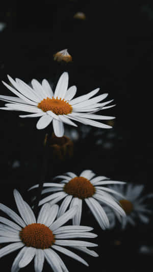 Vulnerable White Flowers Wallpaper