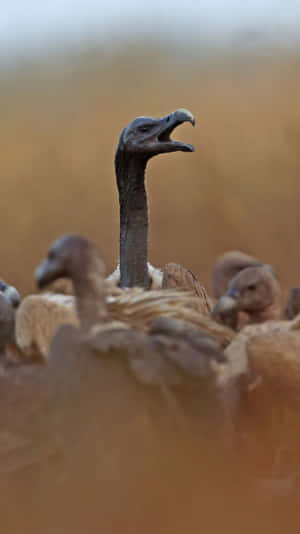 Vulture_ Amidst_ Flock.jpg Wallpaper