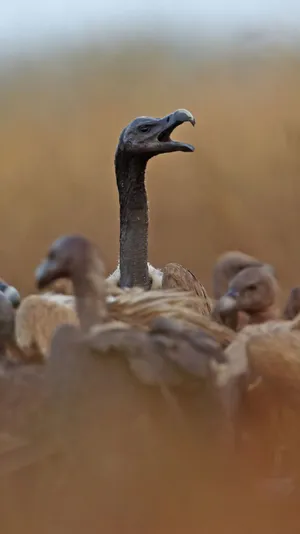 Vulture_ Amidst_ Flock.jpg Wallpaper