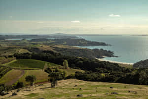 Waiheke Island Coastal View New Zealand Wallpaper