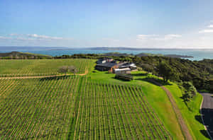 Waiheke Island Vineyard Aerial View Wallpaper