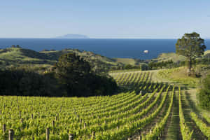 Waiheke Island Vineyard Scenic View Wallpaper