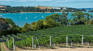 Waiheke Island Vineyardand Bay Wallpaper