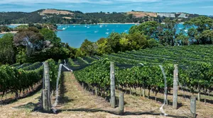 Waiheke Island Vineyardwith Sea View Wallpaper