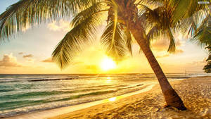 Wake Up To A Peaceful Sunrise On A Tropical Beach Wallpaper